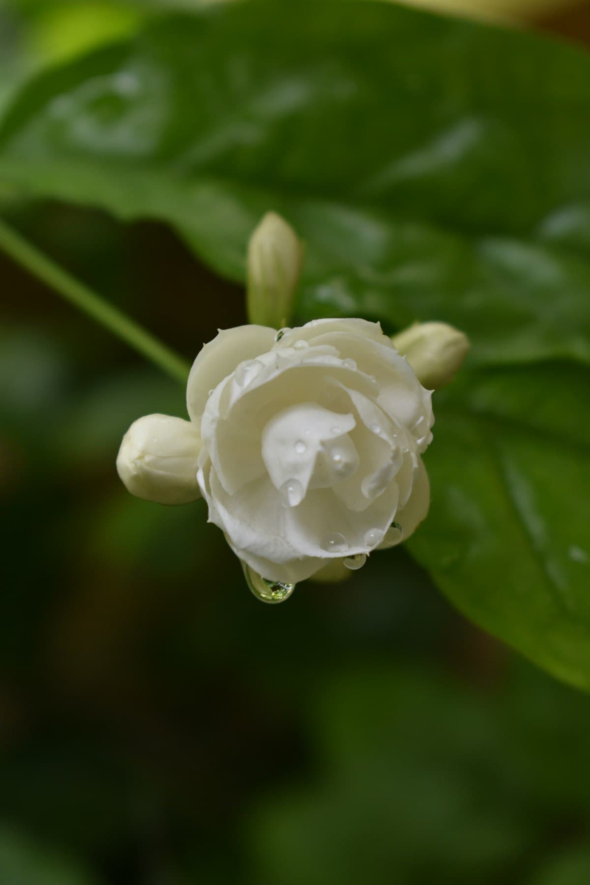 Pimenta-rosa